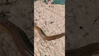 how to catch eel fish by hook? Eel fish ko kaise pakde।🎣🎣 #shorts #fishing