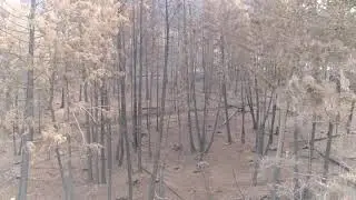 Adams Lake fire backburn damage 2023 in 4k