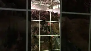 Allevamento di galline a terra per produzione di uova