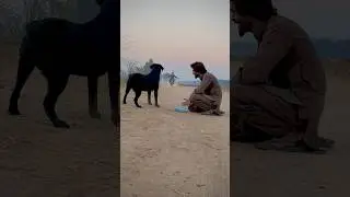 Apny esa wafadar dog kabi ni dekha hoga Salman Dhillon ka rocky #dog #rockydog #doglover