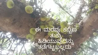 ವೃಕ್ಷ ಪರಿಚಯ-ಭಾಗ ೪ ಕಾಡು ಅತ್ತಿ (Rough leaf fig)
