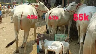 CHOTO CHOTO BACHIR BAZAR ||TRENDING VIRAL BEAUTIFUL COWS SALE