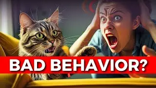 How to Correct Your Cat&rsquo;s Behavior Effectively