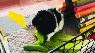 A Guinea Pig & a Leaf Blower | Realities of Studio Living 