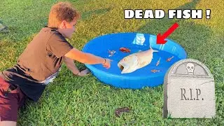 RIP… ALL MY FISH DIED ! WHAT HAPPENED ?!