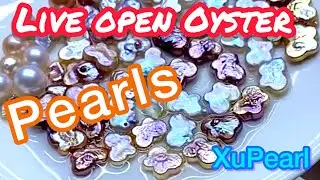 11/29 20 pieces bulk Live oyster Lot dig for pearls live stream open Pearl Clam in front your eyes