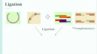 Chapter 3: Lab Techniques | 3.3 Golden Gate Assembly | ASIJ-Tokyo iGEM 2023