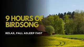9 Hours Summer Birdsong | Relaxing Nature Sounds for Sleep/ Meditation/Breath Sessions