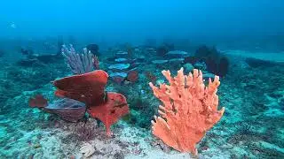 Weedy Seadragon scuba diving @ Sydney's North Harbour Aquatic Reserve best dive site