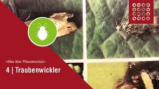 Pflanzenschutz Teil 4 Traubenwickler