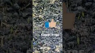 VIRAL LAWN GRASS TIME LAPSE 2023 #shortsfeed #shorts