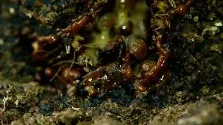 Termite Behaviour Building with POO