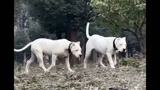 dogo Argentino | pure breed dogs | most dangerous breed  in the world |#dangerous #viral