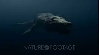 Liopleurodon - A Kronosaur - Among The Largest Carnivores Ever. Contemporaries Of The Dinosaurs