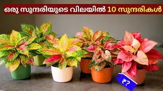 വമ്പിച്ച വിലക്കുറവിൽ aglaonema combo offer 🎊 Buy now! Yeryusu jennath 