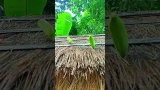 Farming reels 🌍❤️I #shotsh #Hindisong farming #khetibadi #dalyshorts #virulshorts #instagram #ideas