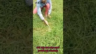 👉 .nah ini dia arit super tajam !!. dan juga awet tajamnya #shorts #ngarit #pandaibesi #supertajam