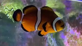 Easy Reefers' #FishRoom HD Update. April 2019