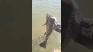 the quickest I've ever filled a live basket full of sandbass INSANE PRESPAWN BITE!!!