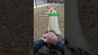 Tennessee Walking Horses: Elevation and Elegance Unleashed