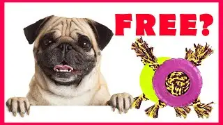 👉👉👉 BEST DOG TOY FOR CHEAP PRICES 😍😍😍