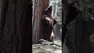 Why Do Bears Rub Against Trees? #shorts #animals #animalkingdom #bears #bearbehavior