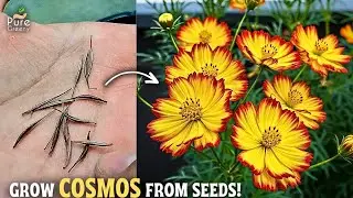 How To Grow Cosmos Flowers From Seeds In Pot? (With Updates)