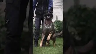 Doberman vs German Shepherd: Ultimate Guard Dog Showdown