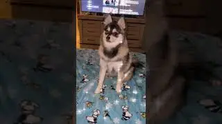 Teyla growing up so quickly, so precious! #shorts #pomsky