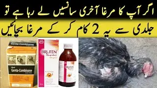 Aseel murga k Bukhar ka ilaj | Murga ki bemari ka ilaj | Aseel murga treatment | Ihsan Gujjar Vlogs