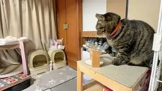 おとちゃんを病院に連れて行きます朝ごはん【26年1月7日その2】