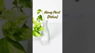 Top 5 Indoor Plants for Good luck & Positive Energy||#shorts #ytshorts #indoorplants #goodluck