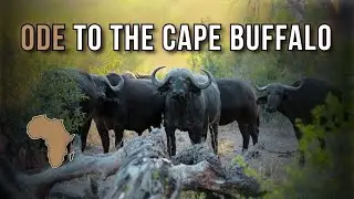 Ode to the Cape Buffalo: A Tribute