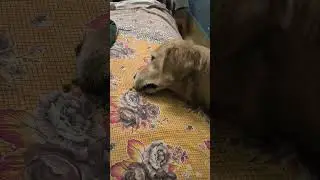 s#funny #comedy #viralvideo #trendingshorts #trending #viral #trendingshorts #goldenretriever #puppy