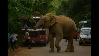 Terrifying Moment: Wild Elephant Stops All Buses on Forest Road for Food!