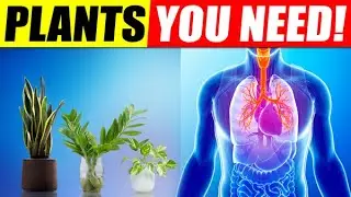 Top 10 Indoor Plants That Improve Air Quality And Boost Your Mood