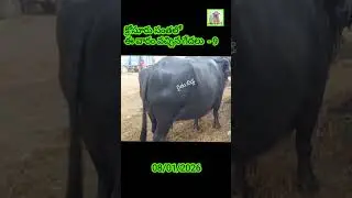 This week's arrival of buffaloes at Krosur fair - 9