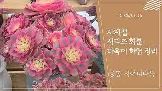 2026.01.16 사계절  시리즈화분 다육이 하엽정리 #다육식물 #다육이 #succulent 