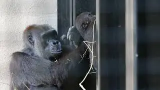 Baby Gorilla Jameela Development Update