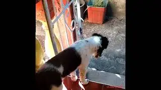 My 3 Months Puppy very cadly