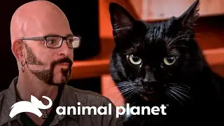 Una gata muy territorial no acepta a un gatito | Mi gato endemoniado | Animal Planet