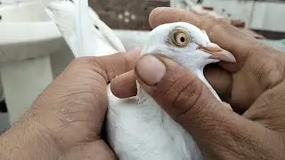 السلام علیکم لو جی دوستو ماشاءاللہ دو جوڑے کا شوق کریں