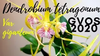 #GVOS2020 | Dendrobium Tetragonum var Giganteum | The Orchid Room - 6