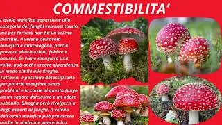 L'OVOLO MALEFICO