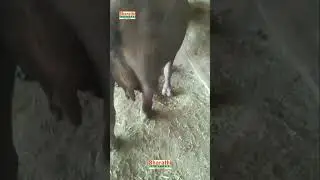జాతిగేదె #bharathidairyfarm#buffelows#dairyfarmersindia#dairyclass#farmlife