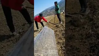 Agricultural workers laying down a plastic cover over soil