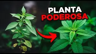 O Poderoso Anti-inflamat&oacute;rio Natural para Dores Articulares - C&oacute;digo Verde