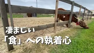 ぽっちゃり系ミニチュアホース、お客さんは神さま