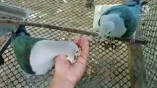 green imperial pigeon hand feeding