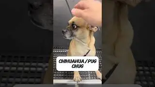 CHUHG CHUG #chihuahua #pug #chihuahuas #pugs #doggroomer #dogbath